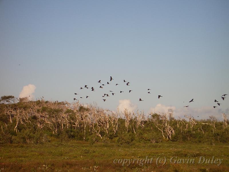 Black cockatoos, Red Rock IMGP8593.JPG